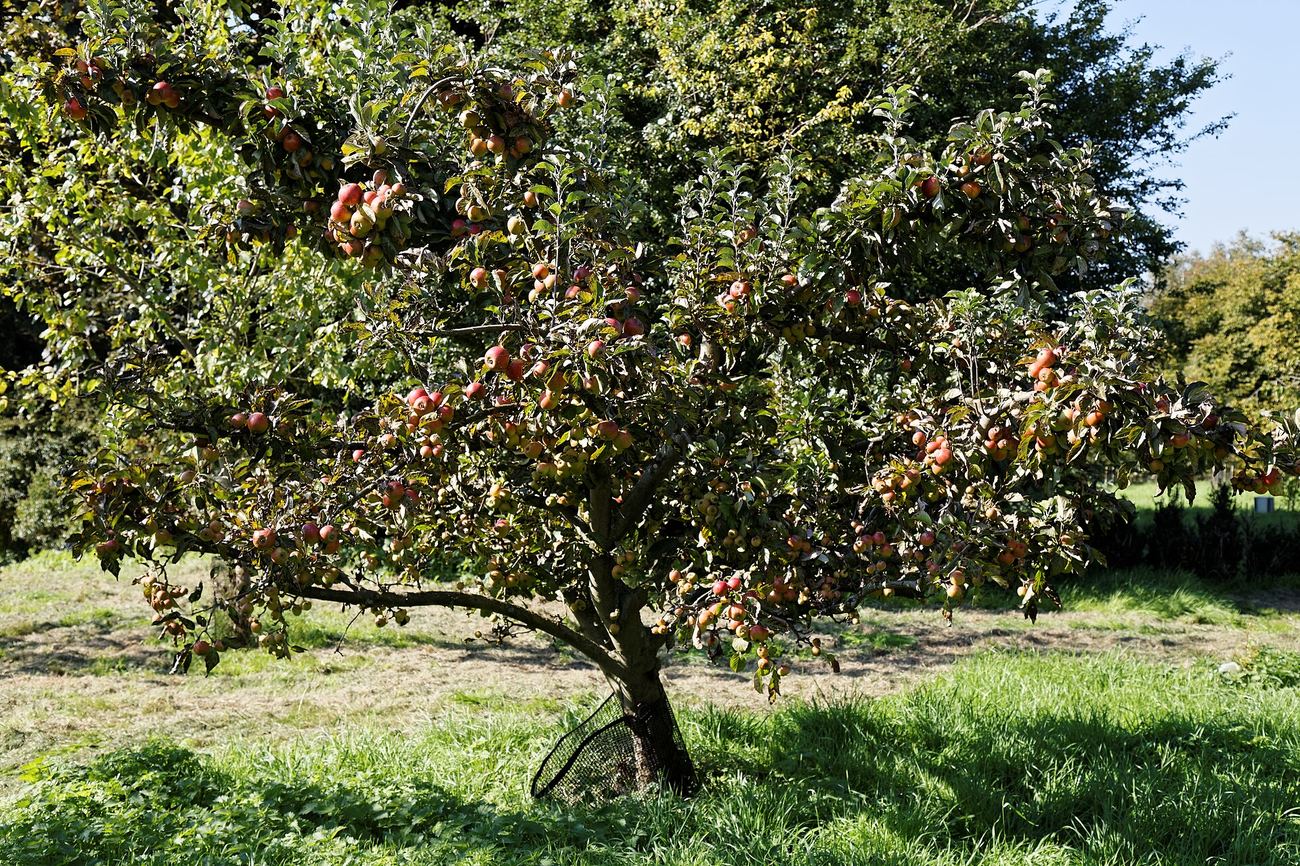 An apple tree heavy with fruit in a garden orchard